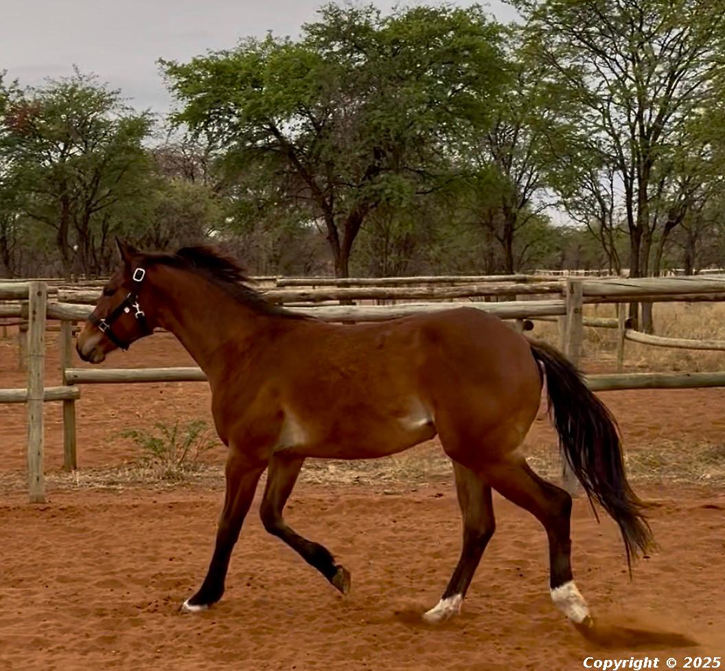 Arabesque Going Boldly